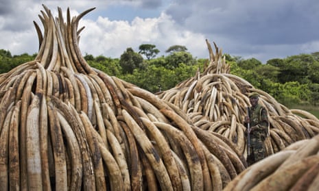 Kenya will burn about 105 tonnes of elephant ivory and 1.5 tonnes of rhino horn in 11 large pyres