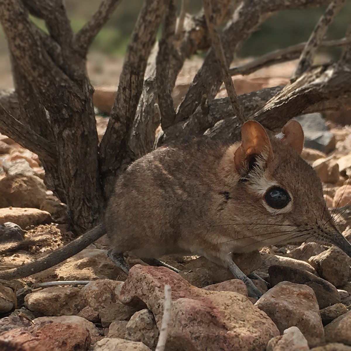 Tiny elephant shrew species, missing for 50 years, rediscovered | Wildlife  | The Guardian