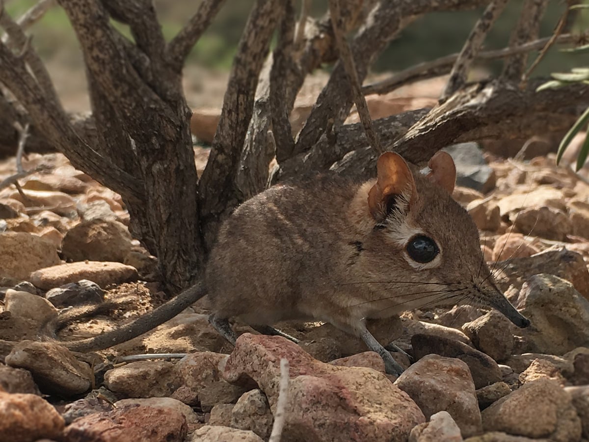 Tiny Elephant Shrew Species Missing For 50 Years Rediscovered Wildlife The Guardian