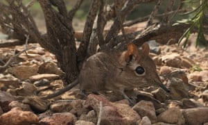 The Somali sengi