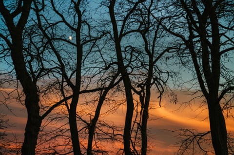 Orange sky and a moon seen through the trees