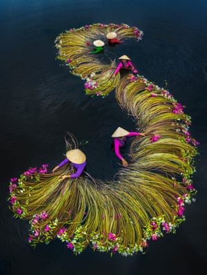Waterlilies harvesting season, Long An- Vietnam