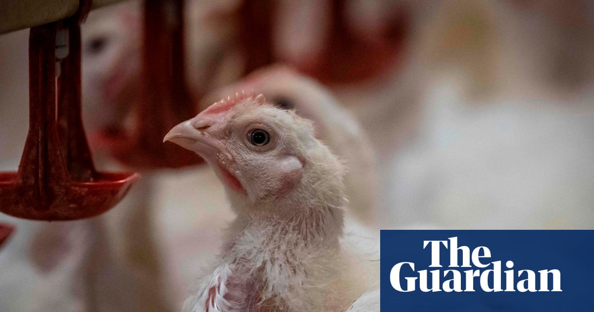RSPCA NSW vice-president quits over welfare standards for RSPCA-branded chicken