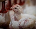 RSPCA NSW vice-president quits over welfare standards for RSPCA-branded chicken