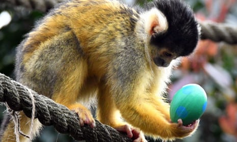 A black capped squirrel monkey enjoys an Easter surprise at London zoo.