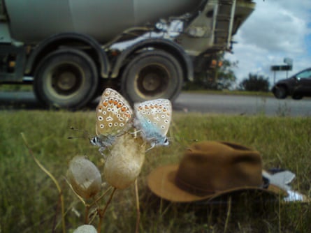 Wildflowers on roadsides are a haven for butterflies and insects.