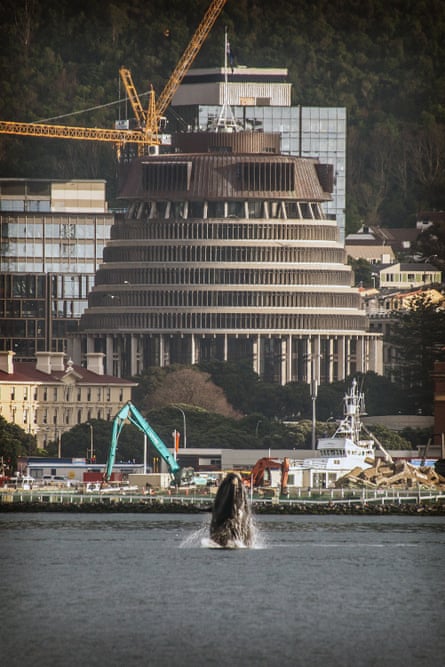 A southern right whale is entertaining locals in Wellington harbour in front of the New Zealand parliament.