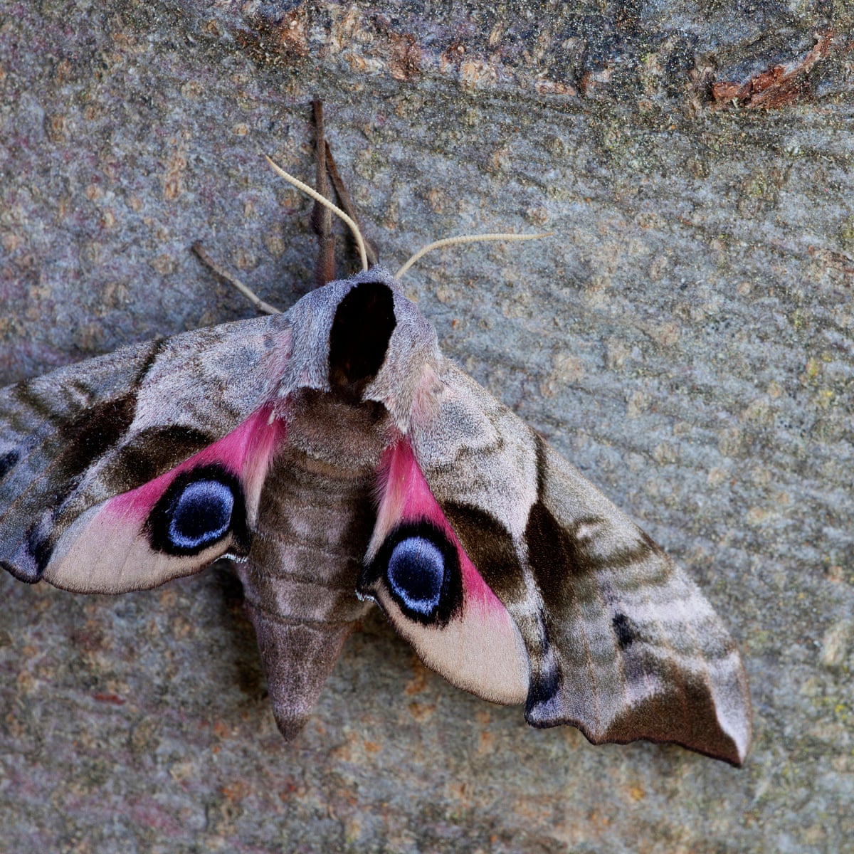 The Elephant Hawk Moth Uk Circa First Lockdown R Whatsthisbug