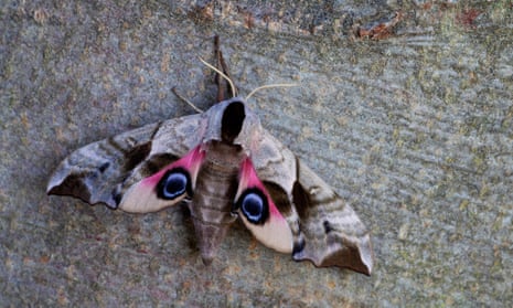 An eyed hawk-moth resting on a tree trunk