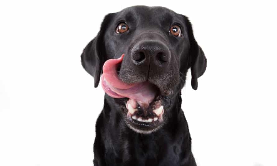 A hungry labrador licks its lips