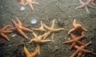 'Big day for UK seas' as bottom trawling ban in four protected areas proposed