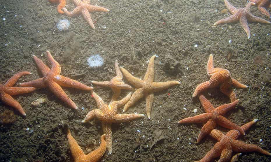 common starfish and sea anemones