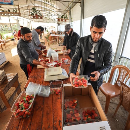 Farmers pack strawberries after harvesting in Beit Lahia, Gaza, December.