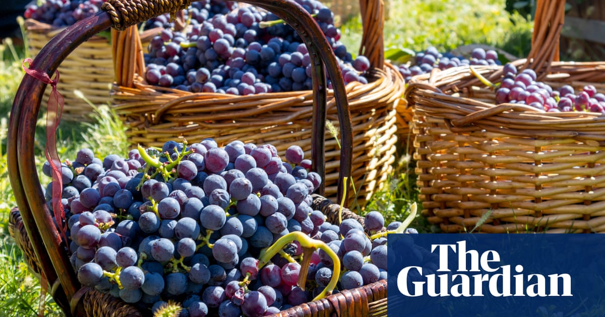 Xinomavro: the incredible Greek grape with the X-factor | Wine Xinomavro: the incredible Greek grape with the X-factor | Wine