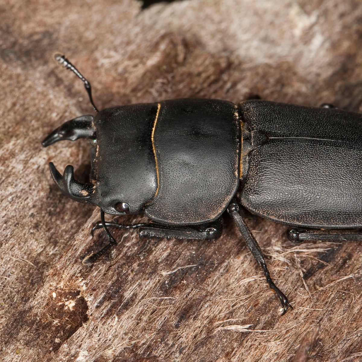 One Fifth Of Europe S Wood Beetles At Risk Of Extinction As Ancient Trees Decline Insects The Guardian One Fifth Of Europe S Wood Beetles At Risk Of Extinction As Ancient Trees Decline Insects The Guardian