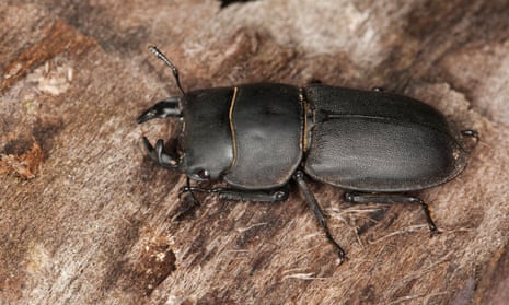 Lesser stag beetle (Dorcus parallelopipedus)