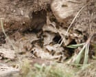 Country diary: Badger v wasp, or, the aftermath of the carnage | Mark Cocker