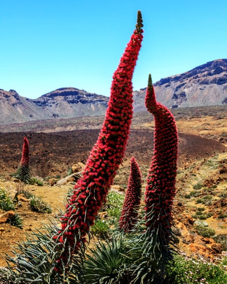 Red bugloss (Echium wildpretii) growing in Tenerife’s Mount Teide national park