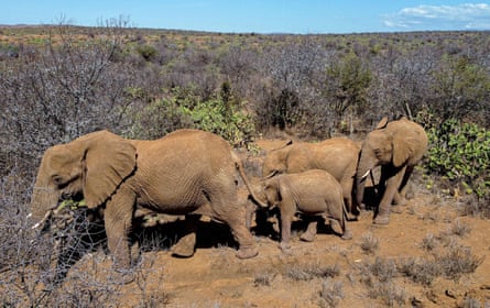 An adult elephant followed by three younger elephants walk through shrubland