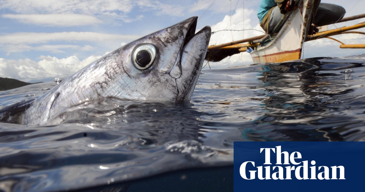 Are we wrong to assume fish can't feel pain? | Fish | The Guardian