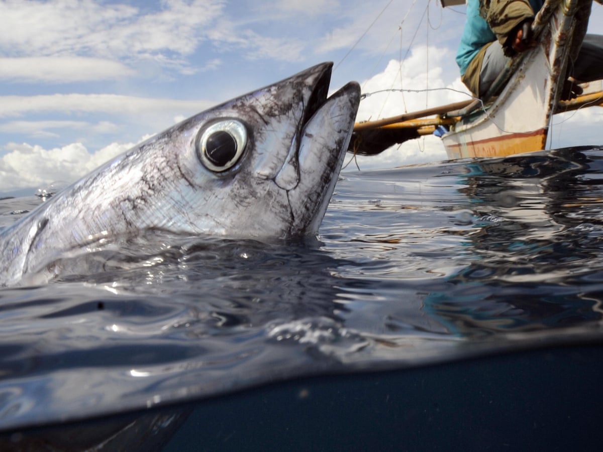 Are we wrong to assume fish can't feel pain? | Fish | The Guardian