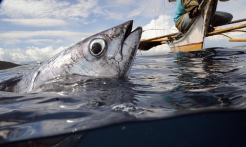 A fish caught on a fisherman’s hook and line in the Puerto Princesa city bay in the western province of Palawan in the Philippines.
