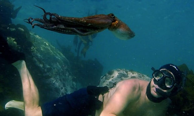 A man free-diving with an octopus