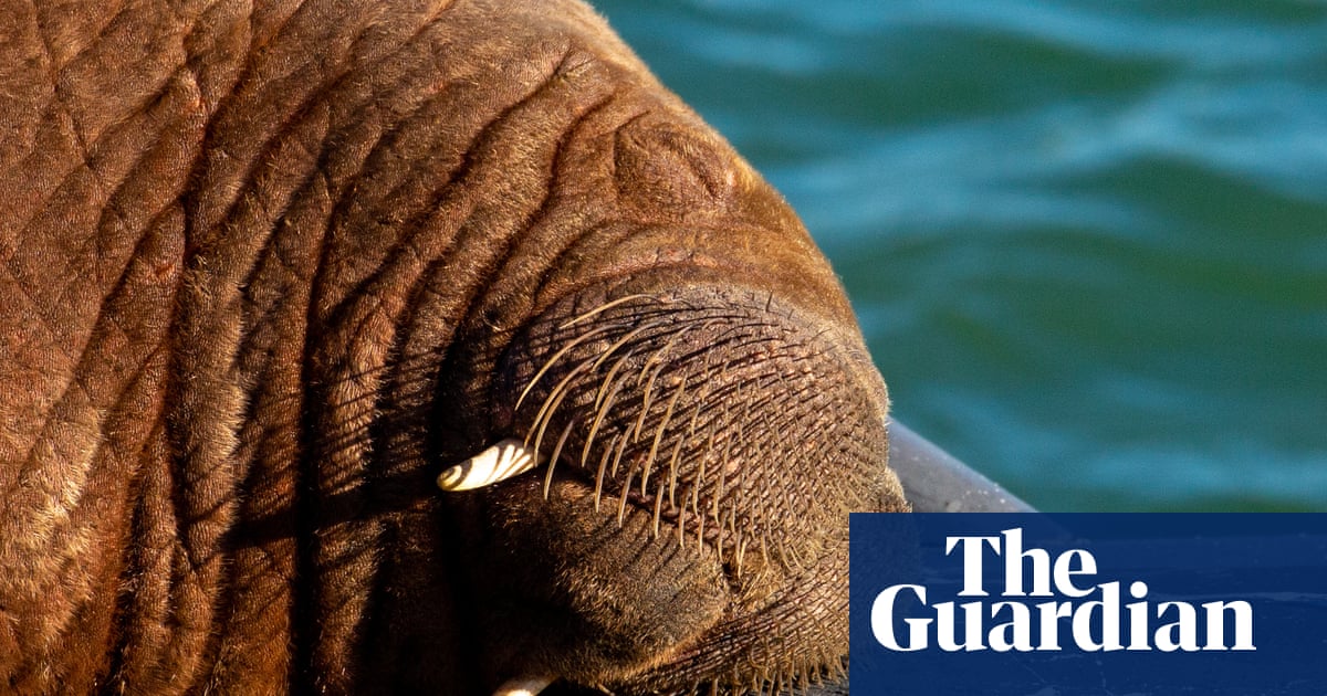 Walrus leaves Arctic comfort zone for snooze on Dutch submarine