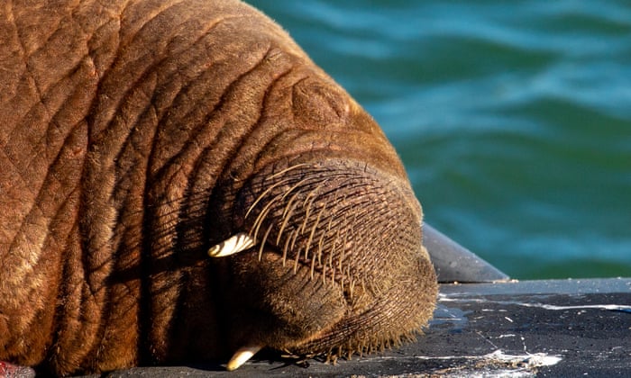 Walrus leaves Arctic comfort zone for snooze on Dutch submarine |  Environment | The Guardian