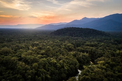 Mata Atlantica – the Atlantic forest, Brazil.