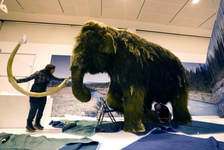 a person affixes a tusk to a woolly mammoth display