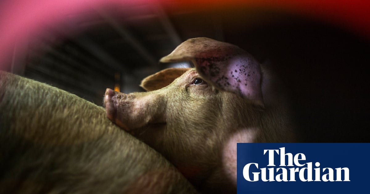 A California town will vote on banning factory farms. What does that mean for the rest of the US? | Farming