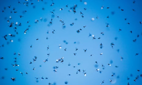 swarm of flying ants