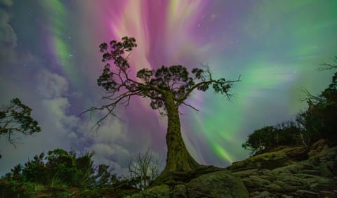 A colourful aurora sky above a big tree