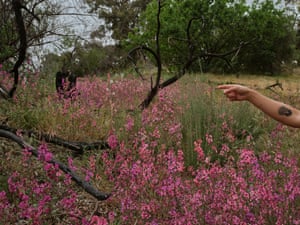 The gardens are attracting pollinators and birds such as red tailed hawks and red-breasted hummingbirds.