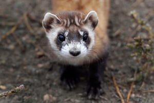 a black-footed ferret