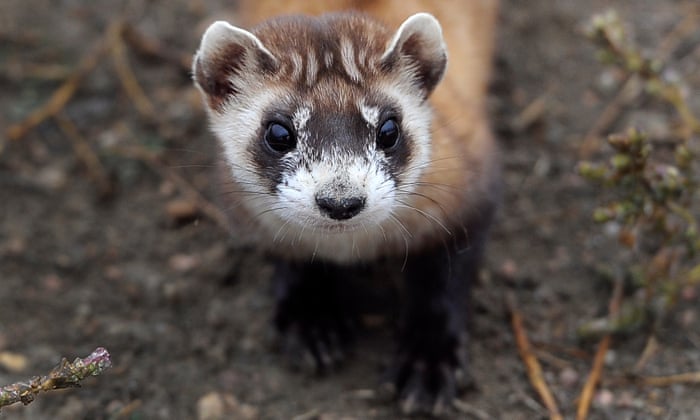 An invisible enemy: the battle to save black-footed ferrets from the plague  | Endangered species | The Guardian