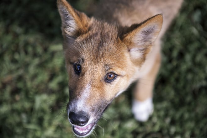 Ten wildlife success stories to sing about in 2019 2880