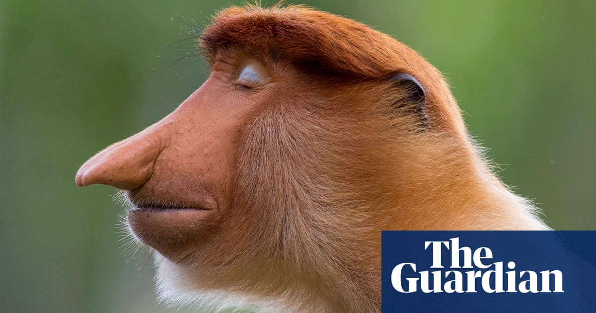 Wildlife photographer of the year 2020 winners – in pictures | Art and