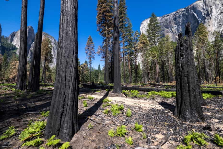 A burned trees in Yosemite national park, California.
