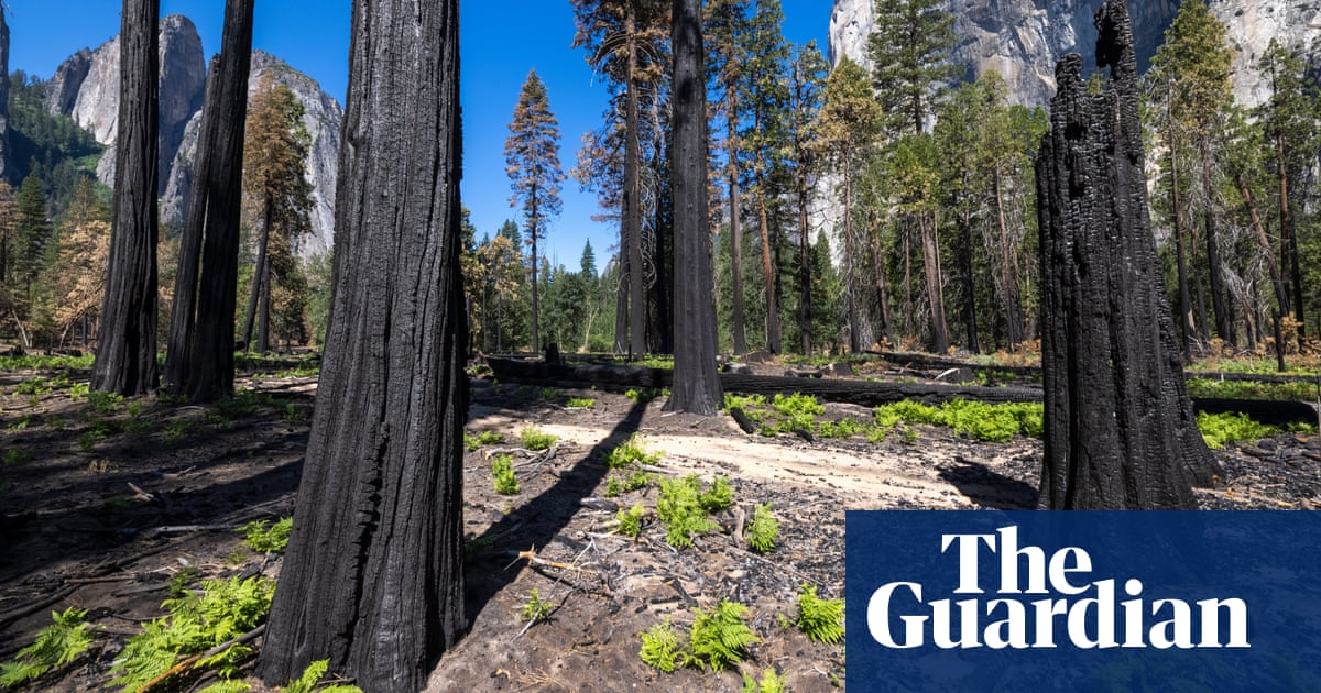 Wildfires, deforestation and global heating turn 10 Unesco forests into carbon sources - The Guardian