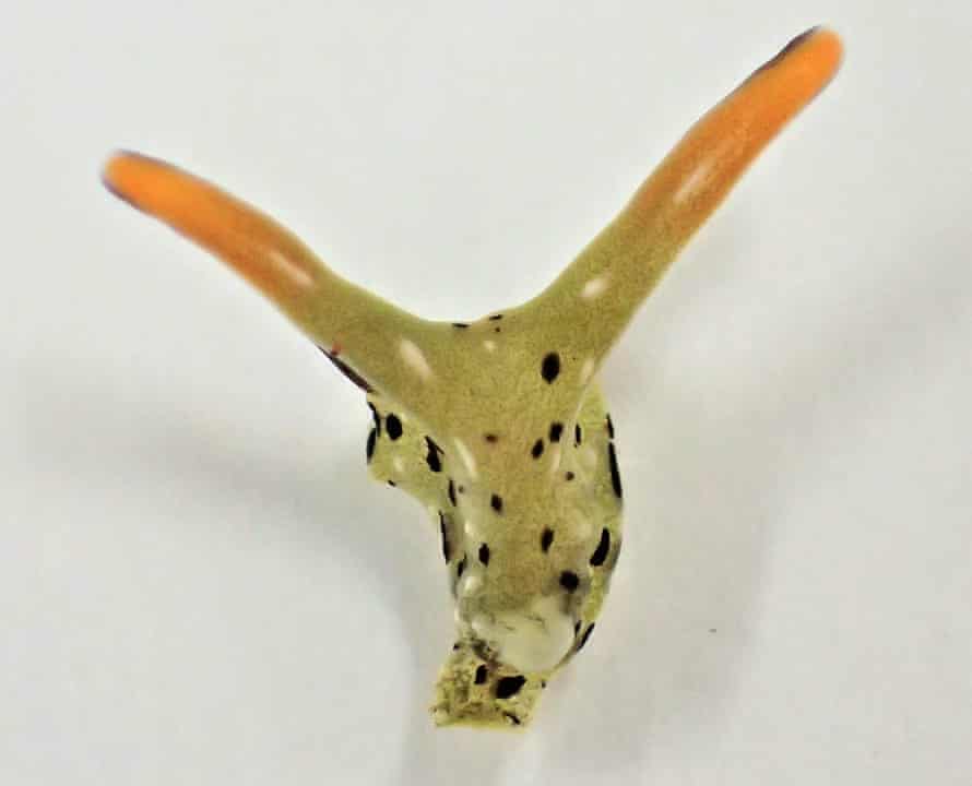 The live, disembodied head of the sacoglossan sea slug.