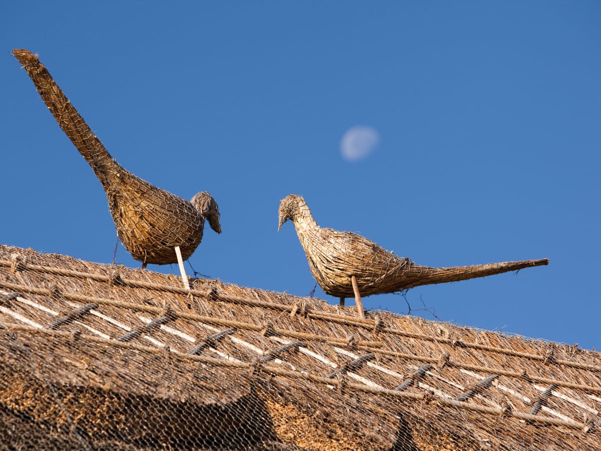 In The Rooftop Realm Of Straw Animals Environment The Guardian