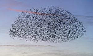 Starlings in roosting flight formation at sunset.