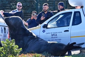 South Africa Elephant SealMembers of the Society for the Prevention of Cruelty to Animals (SPCA) watch an elephant seal cornered on a street in Gordon’s Bay, near Cape Town, South Africa, Tuesday, May 27, 2025. A team of marine wildlife specialists and a city veterinarian sedated the seal and guided him into an animal transport trailer to be returned to his natural habitat at a nearby bay.