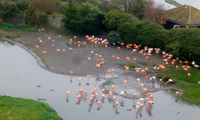 Friendship Groups Could Help Flamingos Stay In The Pink Study