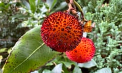 Fruit of the strawberry tree (Arbutus unedo)