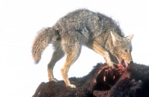 A scrawny late winter coyote eats from the carcass of a bison.