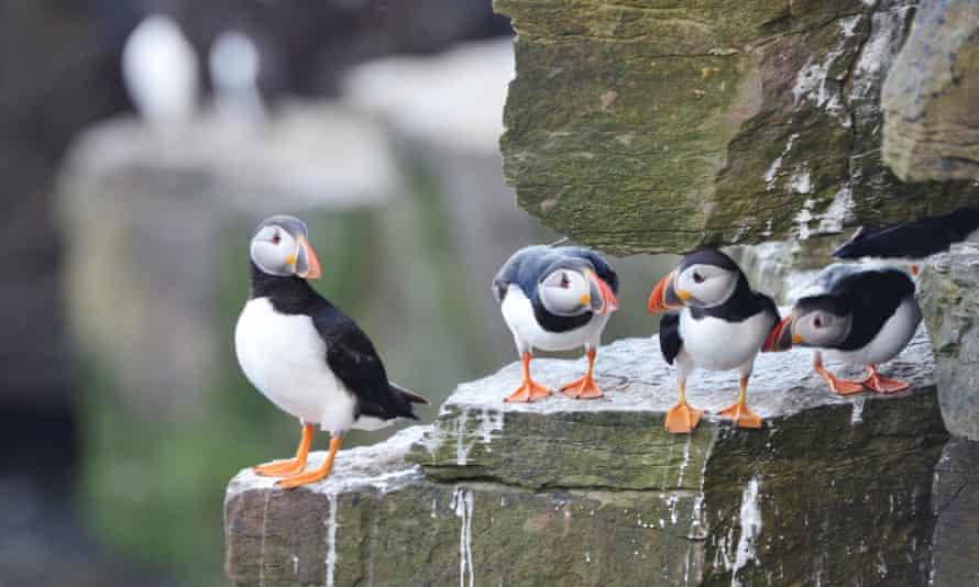 Puffins