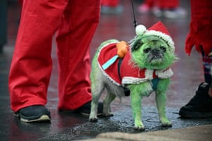 Liverpool, UK: A runner prepares to take part in the annual 5km Santa Dash with their dog, Pugsley
